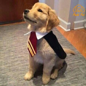 Disfraz Harry Poter perro